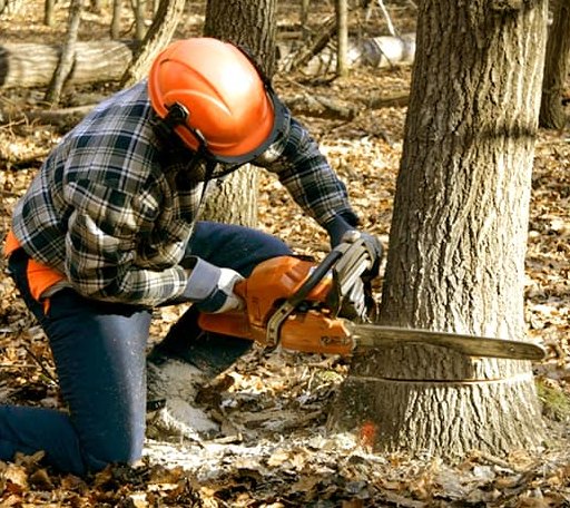 Tree Removal in Cream Ridge, NJ